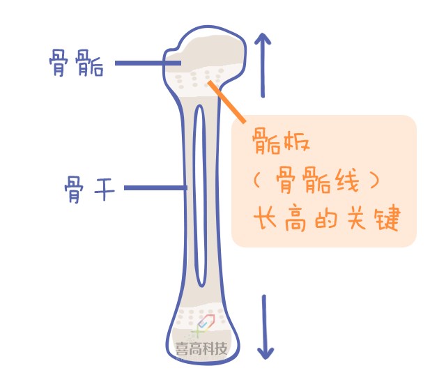 重啟骨骺線~你看起來很誘人！_11.png